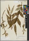 Foto von Salix alba L. x Salix fragilis L.